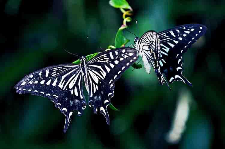 Kupu-kupu Dewasa - Kupu-kupu perkembangbiakannya dengan cara tahapan kesembilan