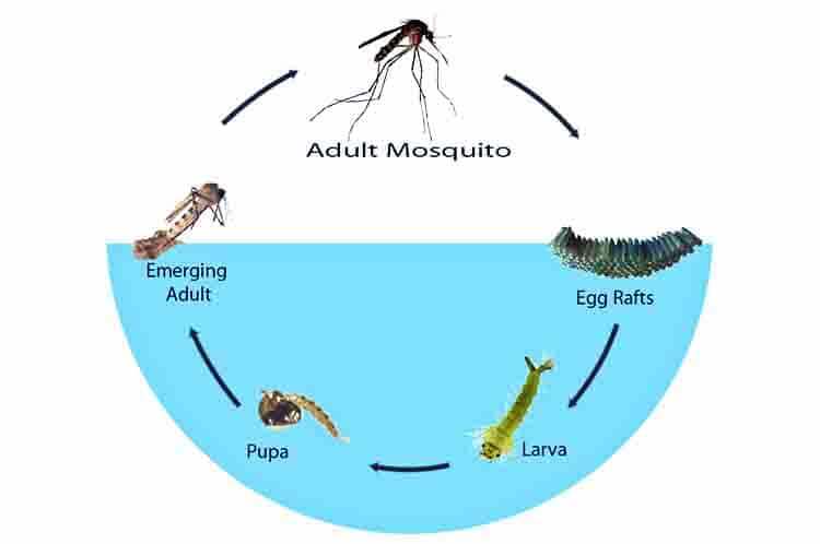 Pengertian Metamorfosis Nyamuk - Apa yang dimaksud dengan metamorfosis atau siklus hidup nyamuk?
