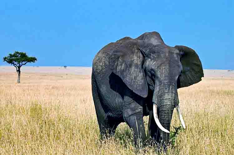 Masa Pubertas Gajah Jantan - Gajah berkembang biak dengan cara ini pada tahap pertama