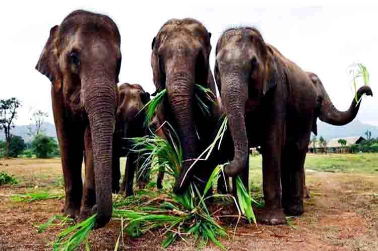 Perbedaan Gajah Liar dan di Kebun Binatang