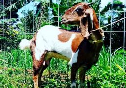 Tahan Pada Cuaca Panas - Ciri ciri kambing Jawa Randu dari segi kekuatannya