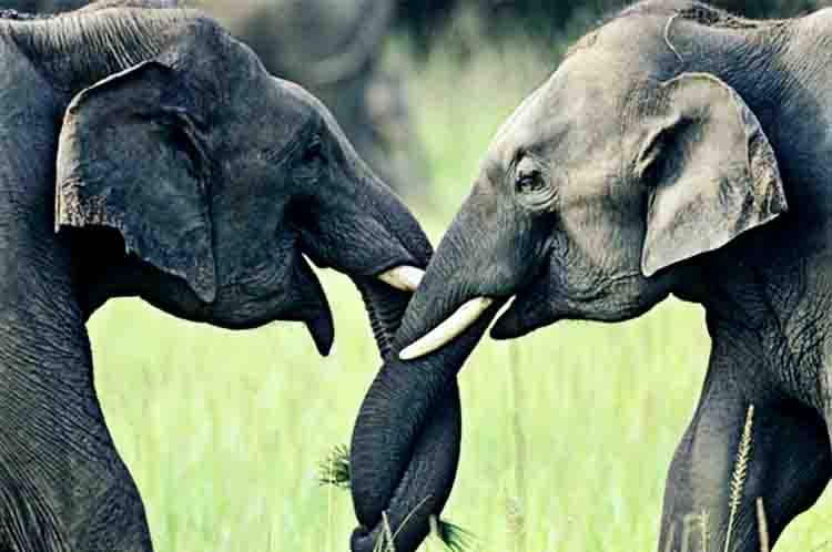 Kebiasaan Unik Gajah Saat Musim Kawin - Gajah berkembang biak dengan cara ini pada tahap ketiga