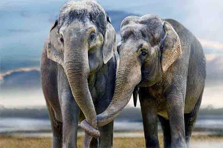 Usia Gajah Paling Potensial - Gajah berkembang biak dengan cara ini pada tahap kelima