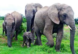 Perilaku Flemen Pada Gajah Saat Musim Kawin Tiba - Gajah berkembang biak dengan cara ini pada tahap ketujuh