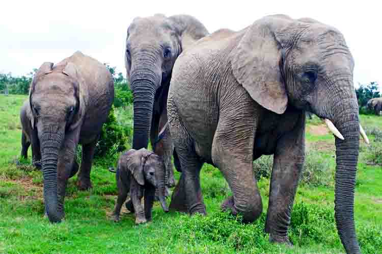 Perilaku Flemen Pada Gajah Saat Musim Kawin Tiba - Gajah berkembang biak dengan cara ini pada tahap ketujuh