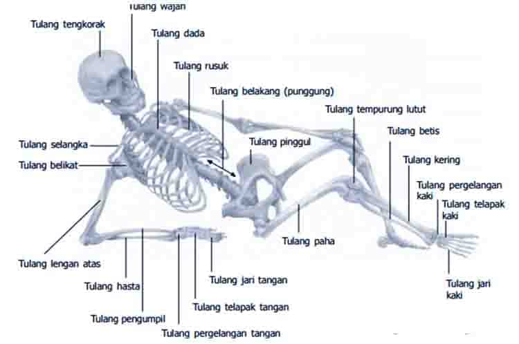 Tulang Keras - Organ gerak terdiri atas dua macam yaitu tulang dengan salah satu bagiannya adalah tulang keras