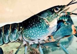 Udang Windu - Jenis udang laut yang bisa dimakan dan merupakan komoditi Asia