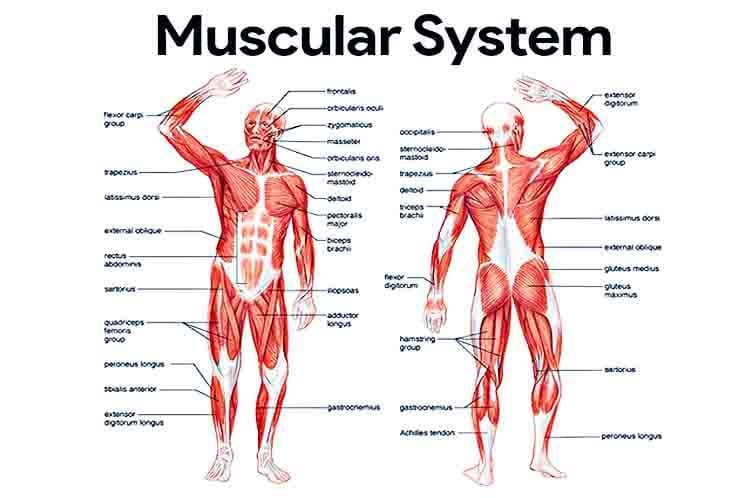 Organ gerak banyak sekali fungsinya yaitu sebagai tempat melekatnya otot. Kita sebagai manusia memiliki banyak sekali otot-otot. Tanpa adanya otot, maka organ gerak tersebut juga tidak memiliki kekuatan yang pasti untuk bergerak.