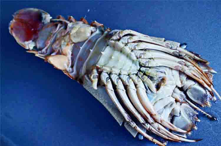 Udang Kipas - Jenis udang laut yang bisa dimakan dan badannya mirip lobster