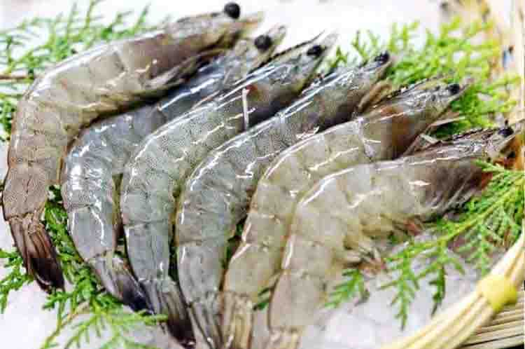 Udang Peci - Jenis udang laut yang bisa dimakan dan rasanya manis gurih
