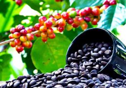 Kopi Arabika Memiliki Kadar Kafein Sebanyak 1,2 persen - Perbedaan Kopi Robusta, Arabika dan Liberika bahwa kopi arabika memiliki kadar kafein 1,2 persen