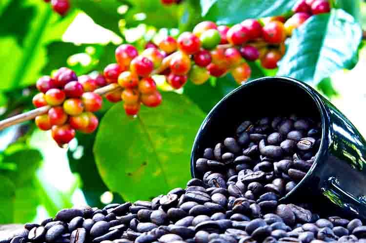 Kopi Arabika Memiliki Kadar Kafein Sebanyak 1,2 persen - Perbedaan Kopi Robusta, Arabika dan Liberika bahwa kopi arabika memiliki kadar kafein 1,2 persen