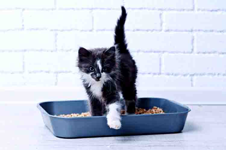 Jangan Beri Makan Kucing 12-24 Jam - Cara mengobati anak kucing mencret secara alami dengan menyesuaikan kondisi perutnya