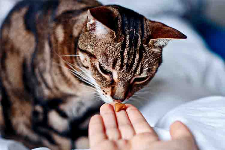 Pemberian Multivitamin dan Antibiotik - Tips mengobati anak kucing mencret secara alami untuk mencegah infeksi