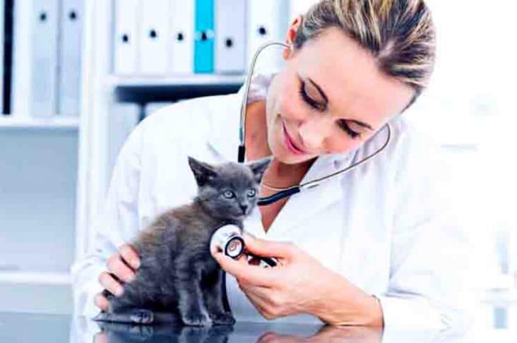 Periksakan ke Ahlinya - Cara mengobati anak kucing mencret dengan alami tetap harus periksa ke dokter