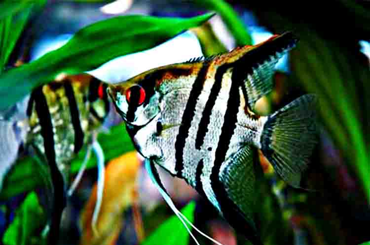 Ikan manfish - Ikan hias cantik tapi murah ada pada ikan manfish