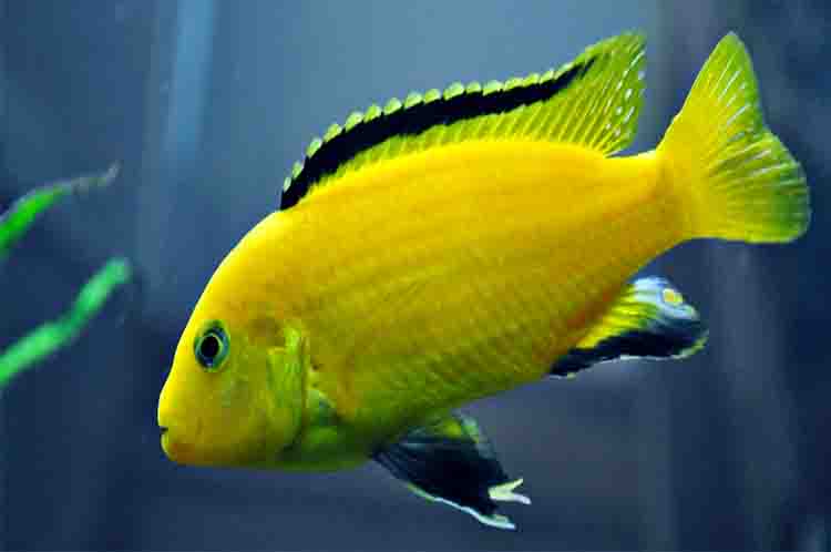 Ikan lemon - Ikan hias cantik tapi murah ada pada ikan lemon