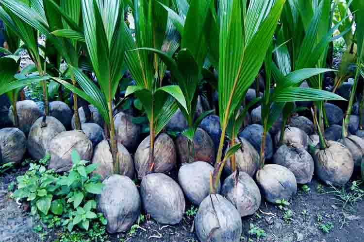 Jawa Barat - Harga kelapa kopyor per butir di Jawa Barat