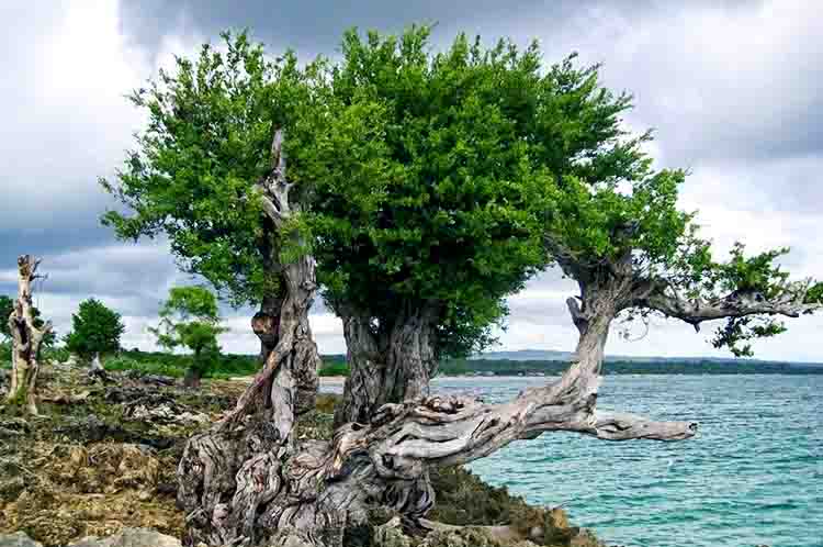 Mengenal Pohon Stigi - Cara merawat pohon stigi harus dimulai dari mengenali terlebih dahulu