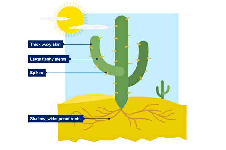 Dapat Menyimpan Persediaan Air Pada Batangnya - Kaktus dapat tumbuh di daerah kering karena sistem tubuh