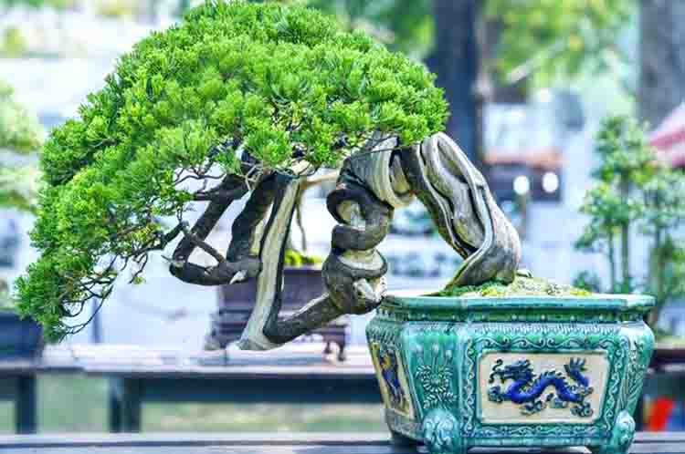 Bonsai Beringin - Jenis tanaman bonsai lokal yang aslinya sangat besar