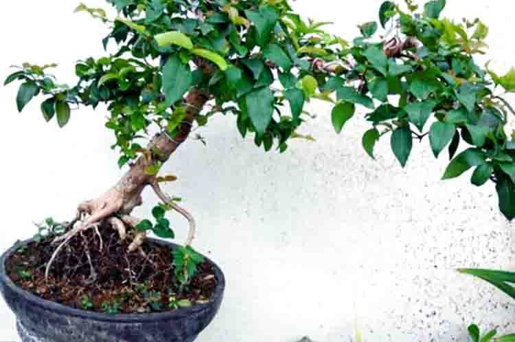 Bonsai Dewandaru - Jenis tanaman bonsai lokal yang banyak diminati