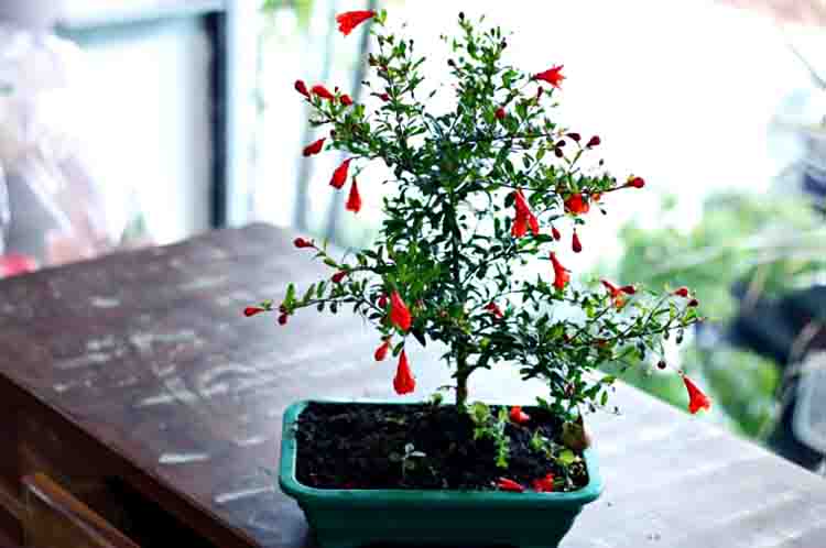 Bonsai Pomegranate - Pohon yang bisa dibonsai dan dikenal sebagai delima