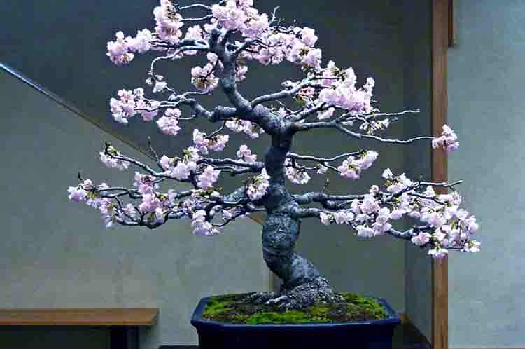 Bonsai Sakura