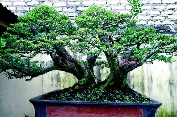 Cocok untuk Tanaman Hias - Cara merawat pohon stigi sebagai tumbuhan estetik