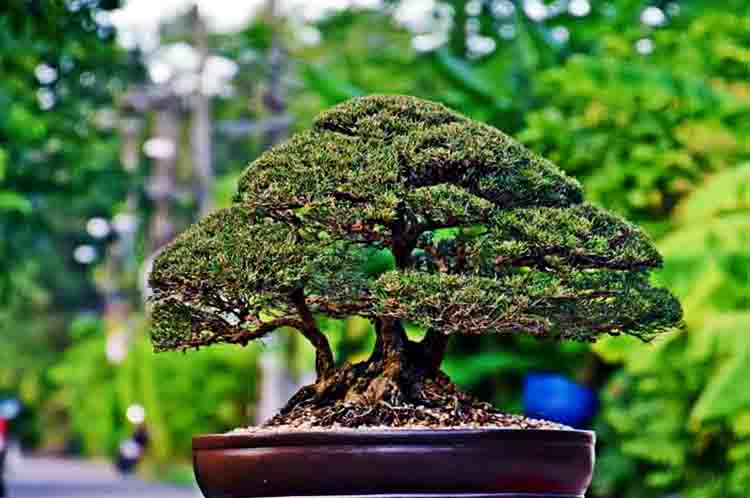 Bonsai Mini Fir (Cemara Mini) - Pohon yang bisa dibonsai dan ada opsi sintetisnya