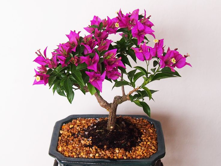 Bonsai Bunga Kertas - Pohon yang bisa dibonsai dengan warna menarik