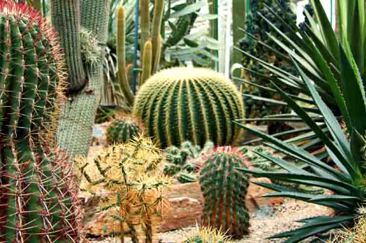 Daun yang Berfungsi Mengurangi Penguapan Air -Kaktus bisa tumbuh di daerah kering