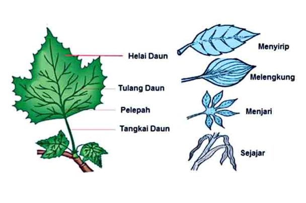 Struktur Anatomi Daun Dikotil Dan Monokotil Berikut Penjelasannya 