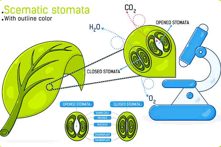 Stomata - struktur anatomi daun di kotil dan monokotil adalah stomata