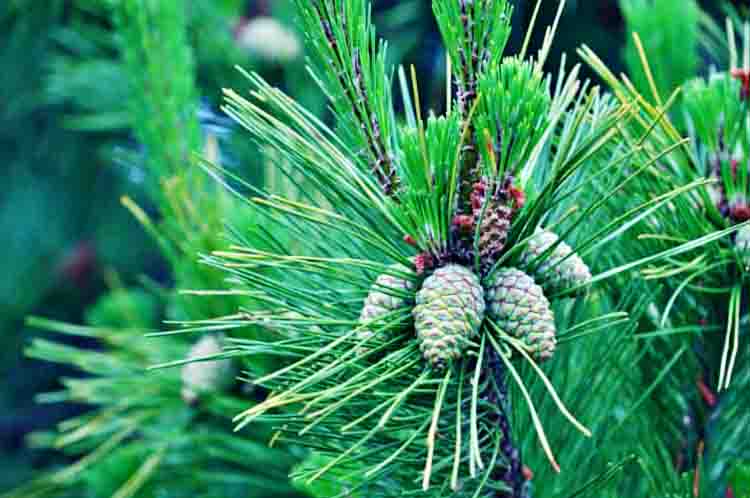 Karakteristik Batang Pohon Pinus 