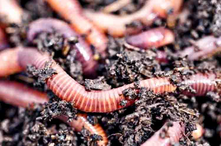 Memperkaya Kadar Nutrisi Tanah Pada Tanaman - Kegunaan kotoran cacing tanah bagi tanaman adalah untuk memperkaya kadar nutrisi tanah pada tanaman