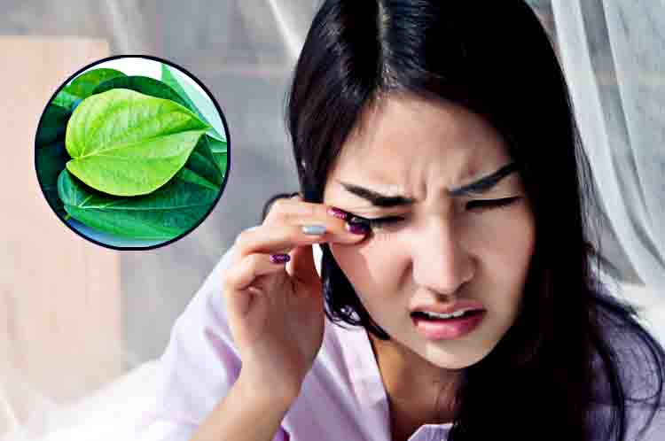 Mengatasi Mata Gatal - Cara membersihkan mata dengan daun sirihdan manfaatnya adalah untuk mengatasi mata gatal