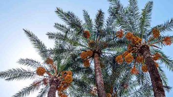 Pohon Kurma Tunisia - pohon kurma di Indonesia yang berbuah adalah jenis pohon kurma tunisia