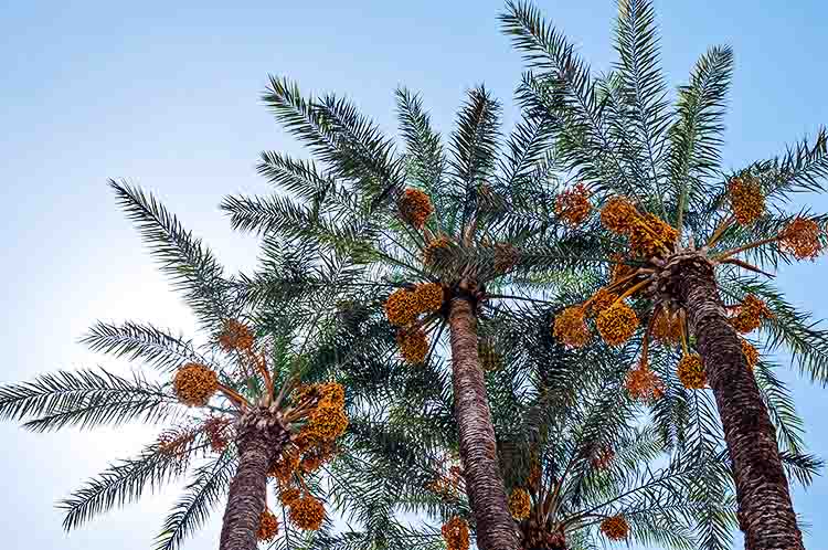 Pohon Kurma Tunisia - pohon kurma di Indonesia yang berbuah adalah jenis pohon kurma tunisia