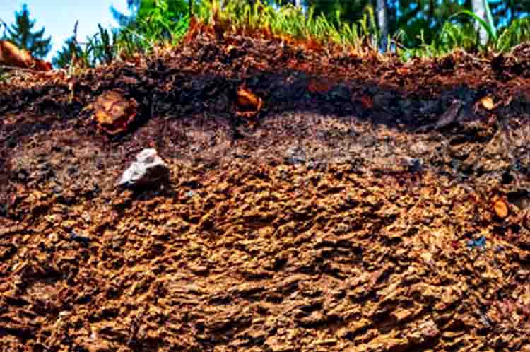 Tanah Inceptisol - jenis-jenis tanah yang sangat subur di Indonesia adalah tanah inceptisol