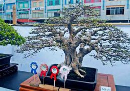 Bonsai Anting Putri - Bonsai anting putri termahal di dunia dibandrol dengan harga miliaran