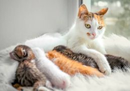 Kucing - Apa yang dimaksud dengan vivipar? Yakni berkembangbiak dengan cara melahirkan dan contohnya adalah kucing