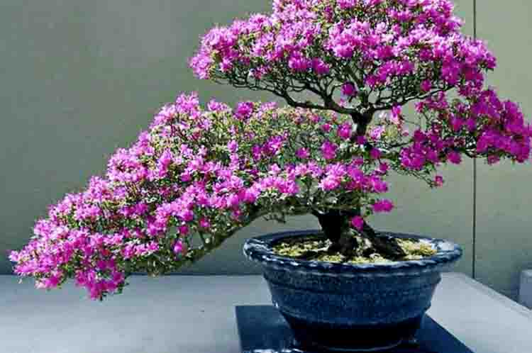 Bonsai Berbunga - Bonsai anting putri termahal di dunia bersaing dengan bonsai berbunga