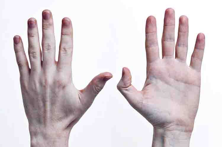 Membentuk Struktur Tangan - Tulang jari-jari tangan disebut phalanges yang fungsinya adalah untuk membentuk struktur tangan