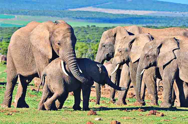 Gajah - Apa yang dimaksud dengan vivipar? Yakni berkembangbiak dengan cara melahirkan dan contohnya adalah gajah
