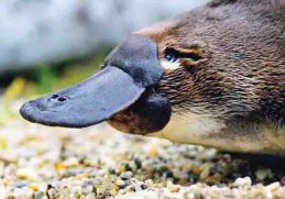 Termasuk Hewan Yang Memiliki Indra Keenam - Platypus berkembang biak dengan cara bertelur dengan fakta termasuk hewan yang memiliki indra keenam