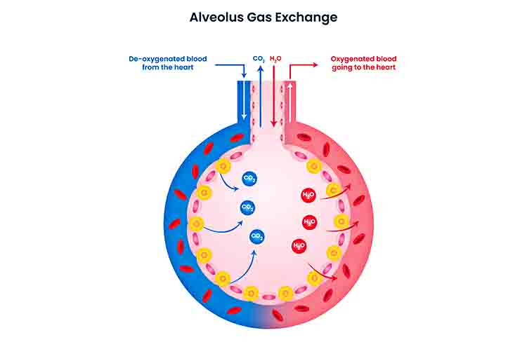 Tempat Terjadinya Pertukaran Gas - Fungsi alveolus adalah sebagai tempat terjadinya pertukaran gas 