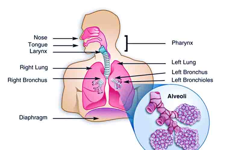 Pertukaran Gas Dari Kapiler Darah ke Alveolus - Fungsi alveolus adalah sebagai tempat pertukaran gas dari kapiler darah ke alveolus