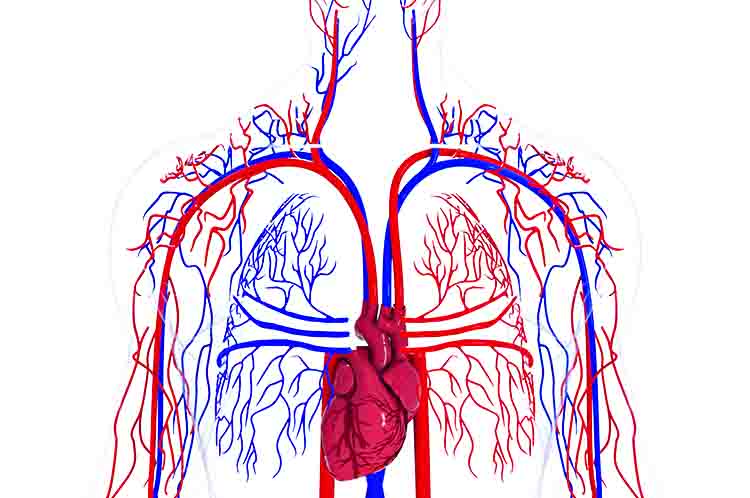 Memiliki 300 Ribu Pembuluh Darah Kapiler - Berapa volume udara residu yang terdapat dalam paru-paru yang memiliki 300 ribu pembuluh darah kapiler