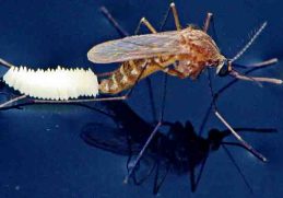 Nyamuk Membutuhkan Air Untuk Menyelesaikan Siklus Hidupnya - Telur nyamuk akan menetas menjadi larva dan faktanya bahwa nyamuk membutuhkan air untuk menyelesaikan siklus hidupnya